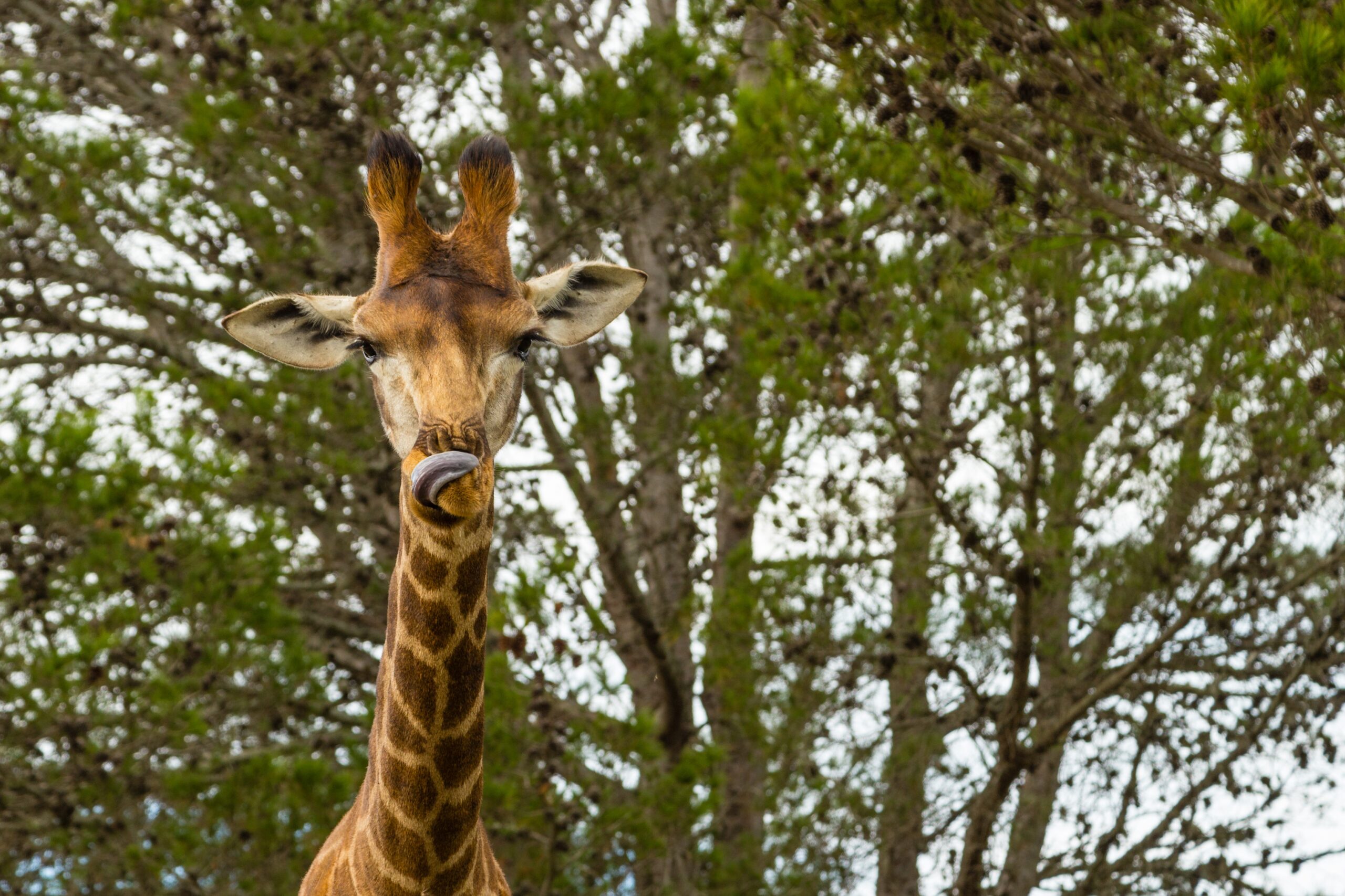 Algum dos animais do Zoológico